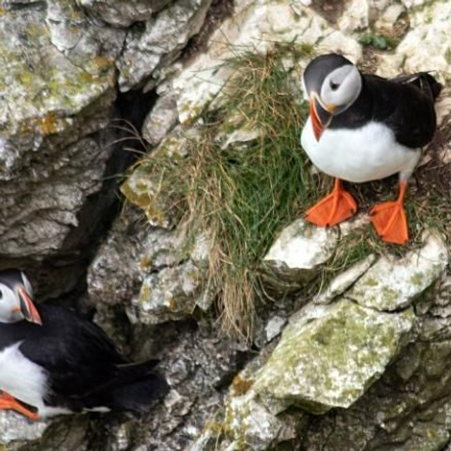 A5 Puffin Photograph/Postcard