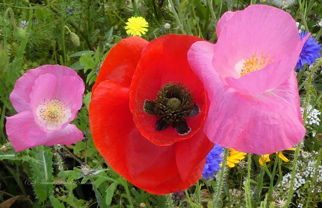 Photographic Open Edition Canvas Panel Print from my "Poppies" collection, "Pinks and Reds"