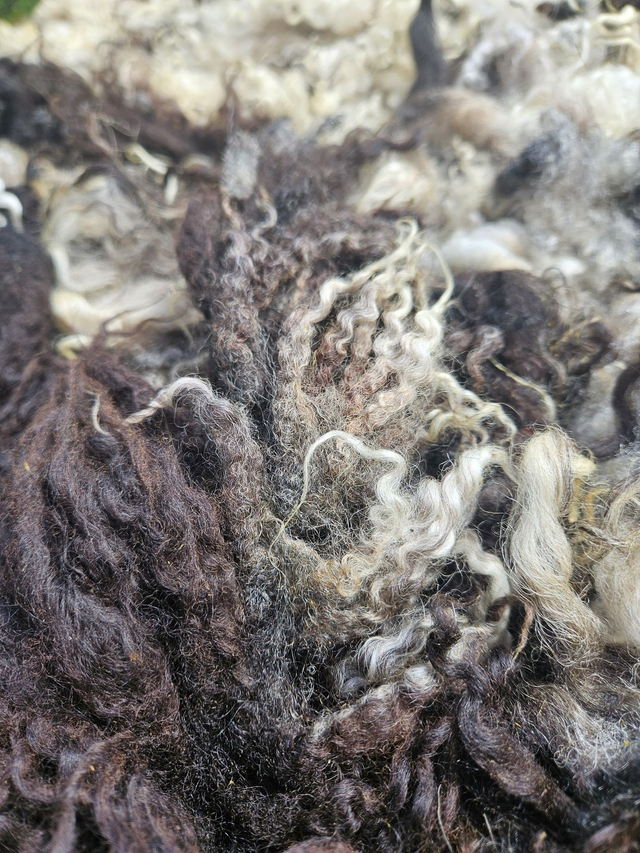 Toison brute "bigaillée"