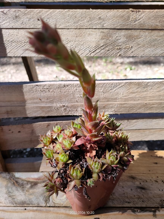 Sempervivum Chick Charms 'Strawberry Kiwi' - Godet9