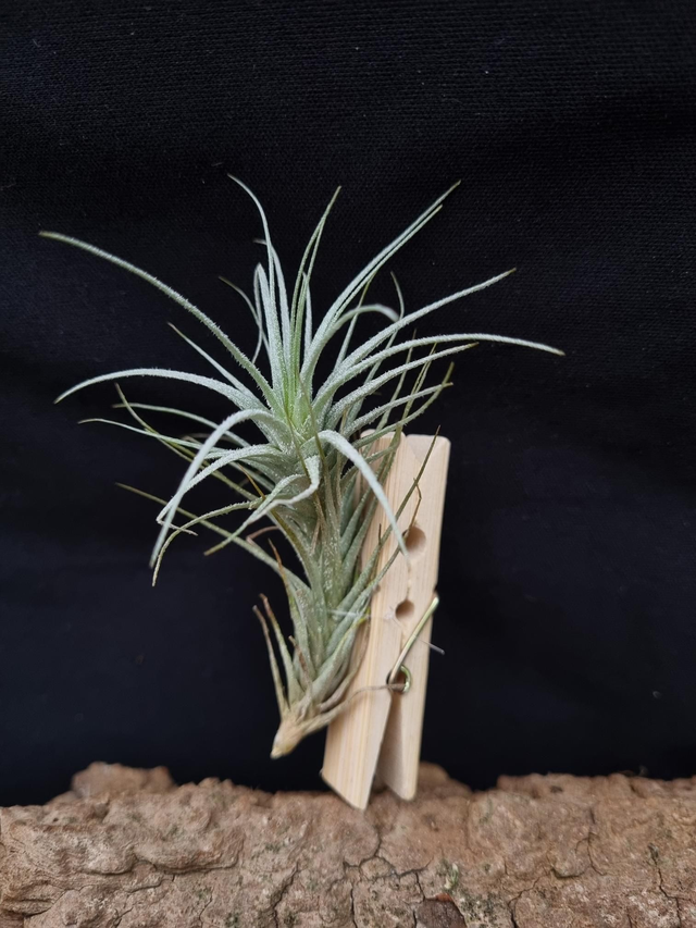 Tillandsia heteromorpha