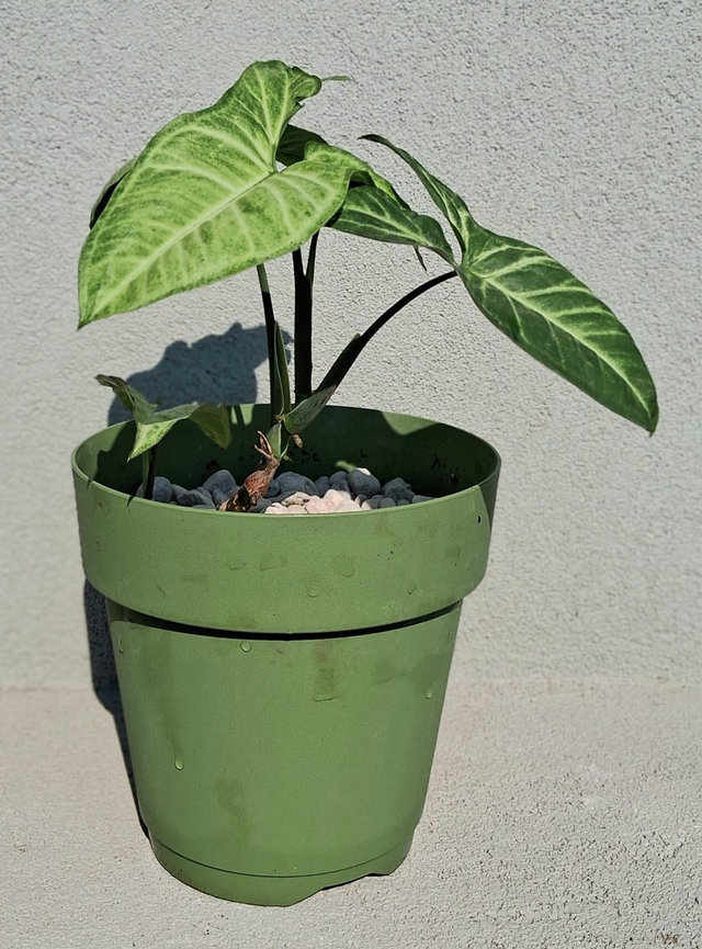 B47 . Syngonium Podophyllum