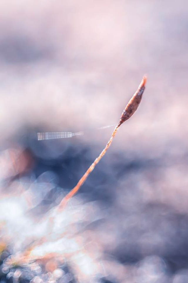 FEERIE-009 - Morgane la Fée