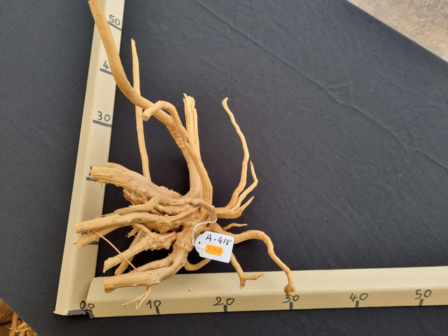 Racine araignée A-418