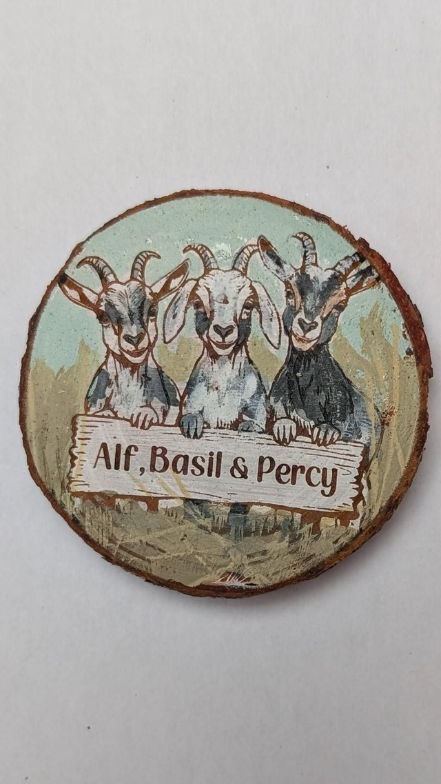 Pygmy Goats - Alf, Basil & Percy