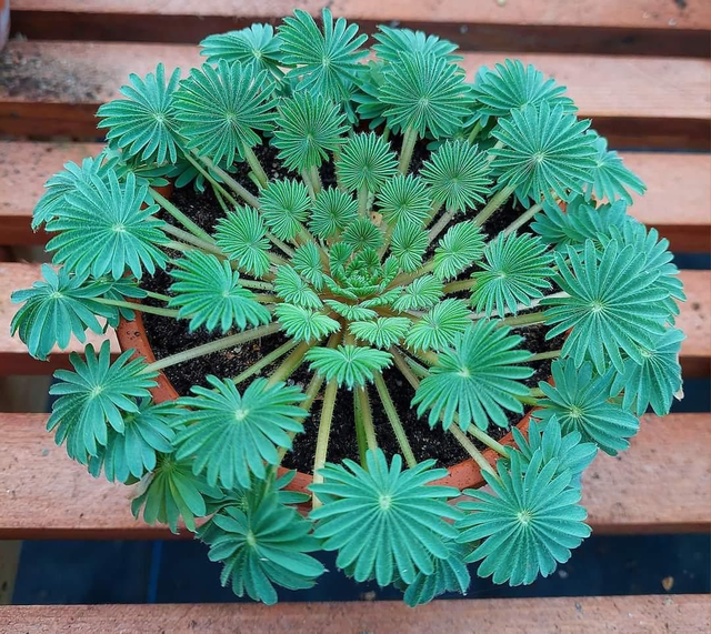 Oxalis Palmifrons - Bulb 