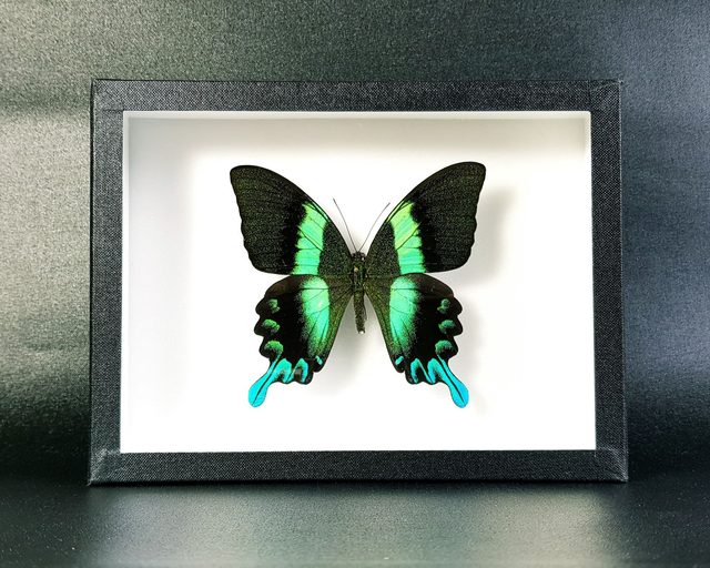 Papilio blumei