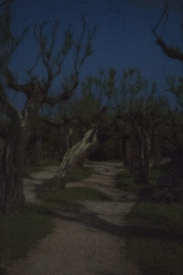 53# . Oh les tamaris !