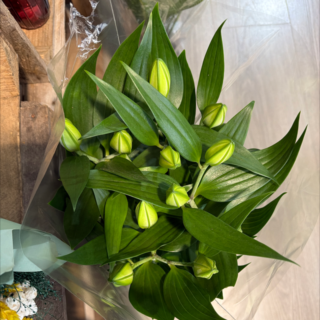 Lys en pot