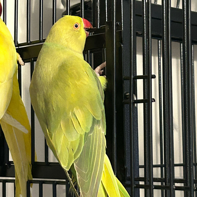 Mutation Mixed Yellow/ Green Baby Ringneck