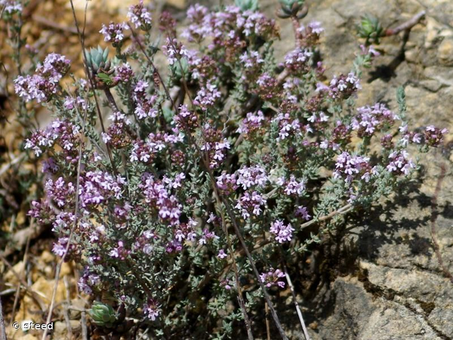 Thym commun (Thymus vulgaris)