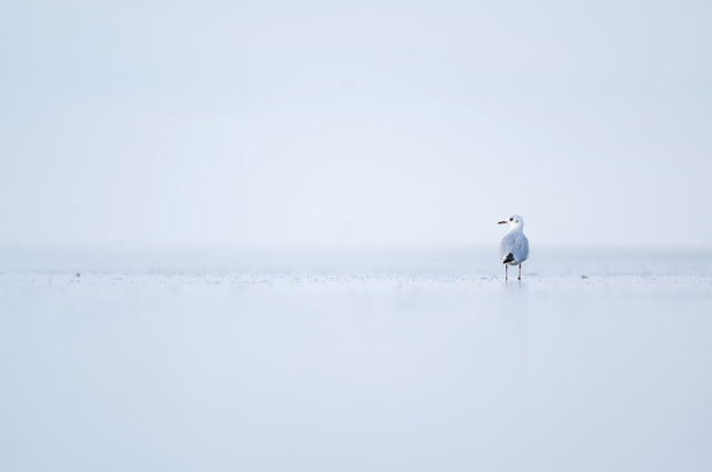 Solitude hivernale IV