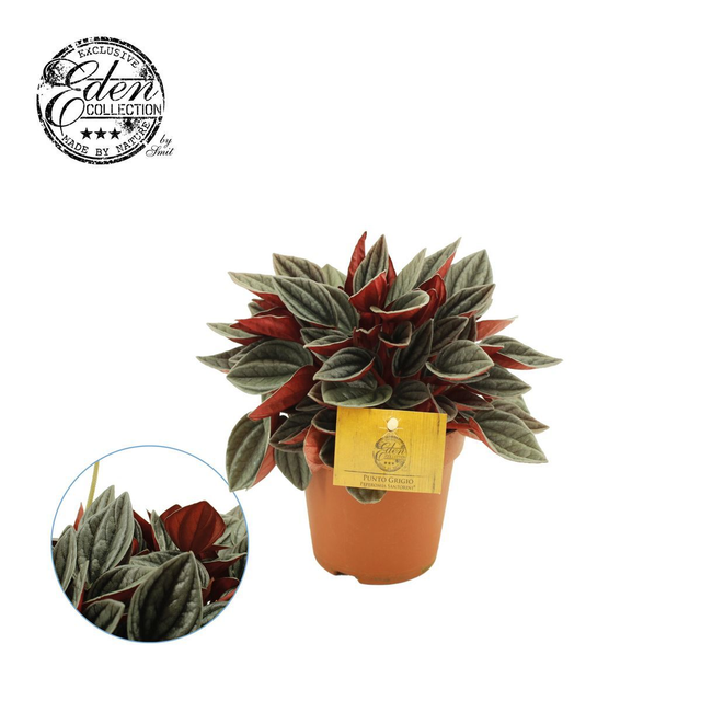 D23 . Peperomia 'Santorini'