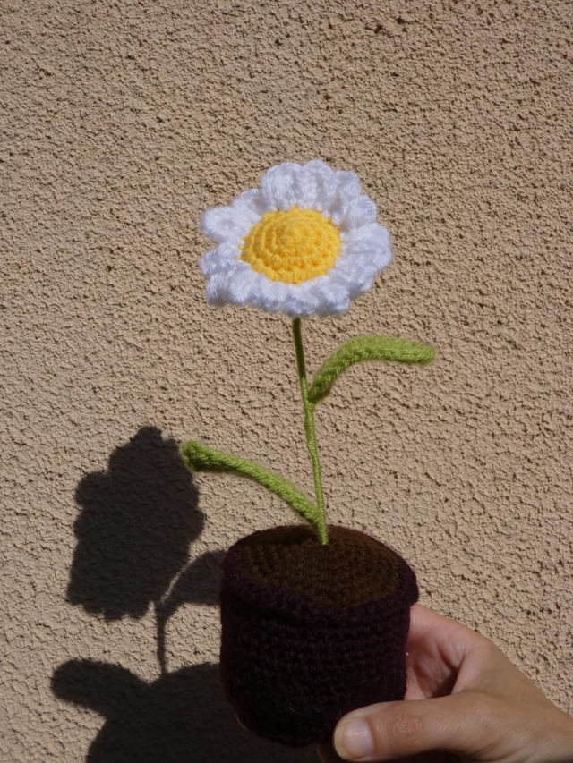 Pot de fleur marguerite 