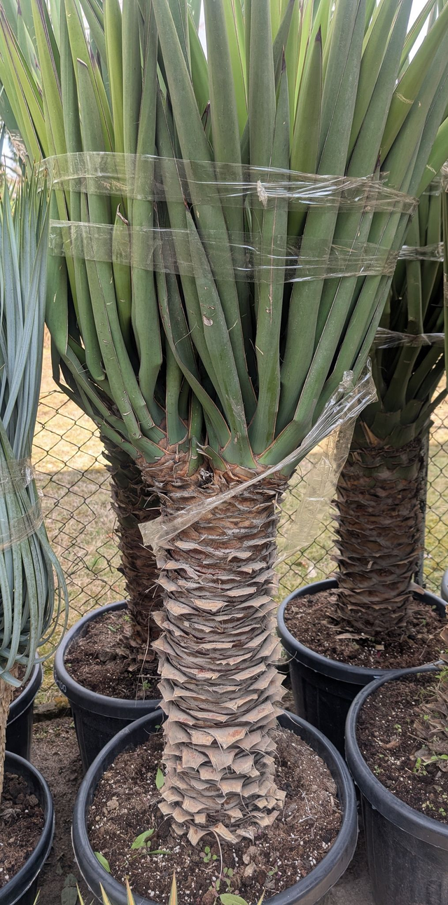 Yucca Treculena