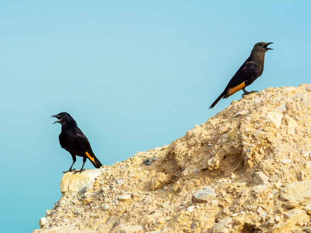 Tristram’s Starlings