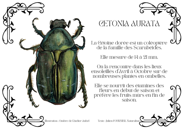 Cetonia aurata texte