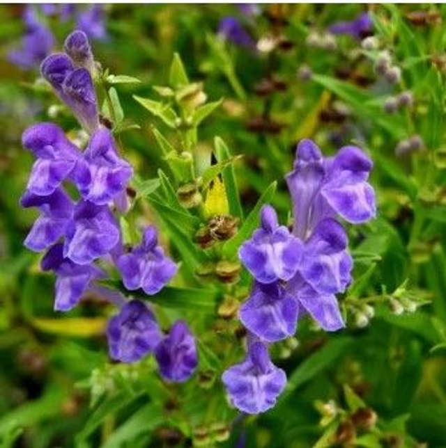 Scutellaire de Virginie AB - Scutellaria lateriflora