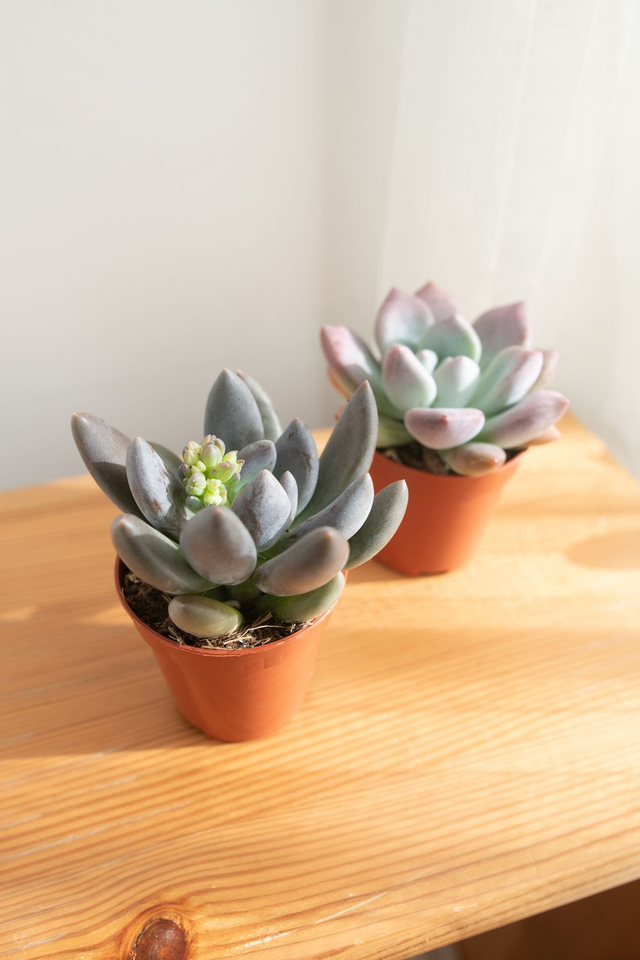 Duo de Succulentes – Pachyveria Blue Mist & Graptoveria Opalina 🌵