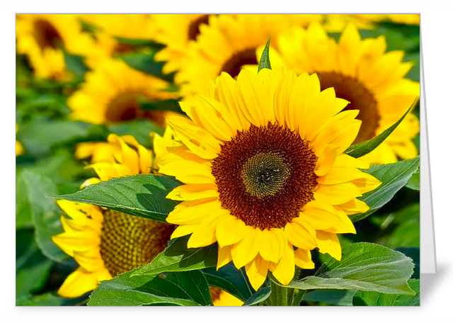 4 Variety pack Sunflower luxury notecards
