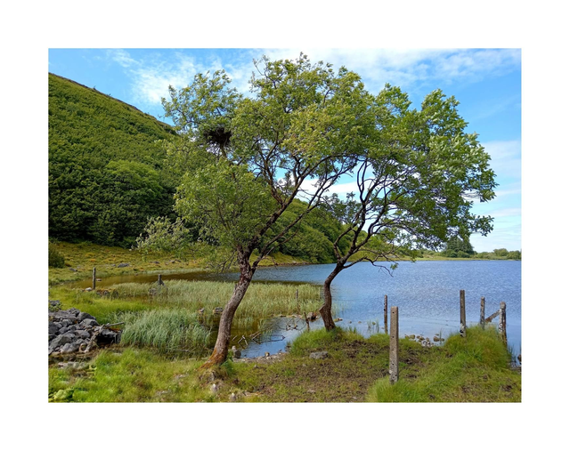 Twin Trees at Lough Na Leibe, Keash, County Sligo. 5" x 7 " Blank Greeting card with envelope. includes postage to all of Ireland.

