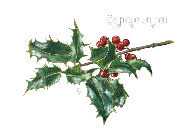 Carte postale botanique - Houx "Ça pique un peu"