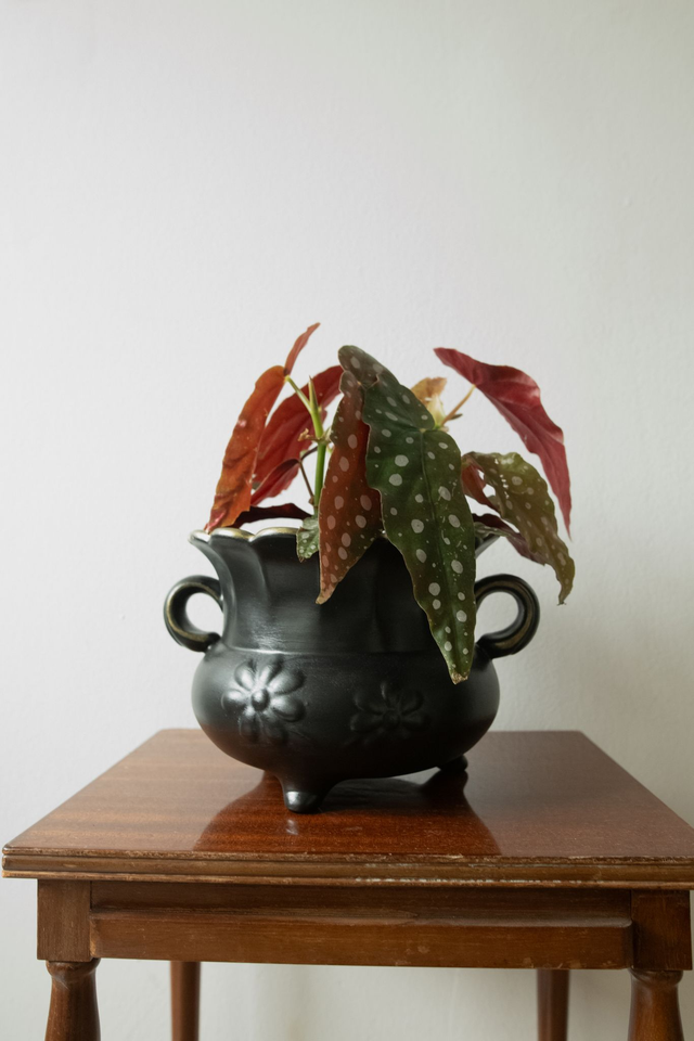 Botanical Witch 🌒 Cache-pot upcyclé