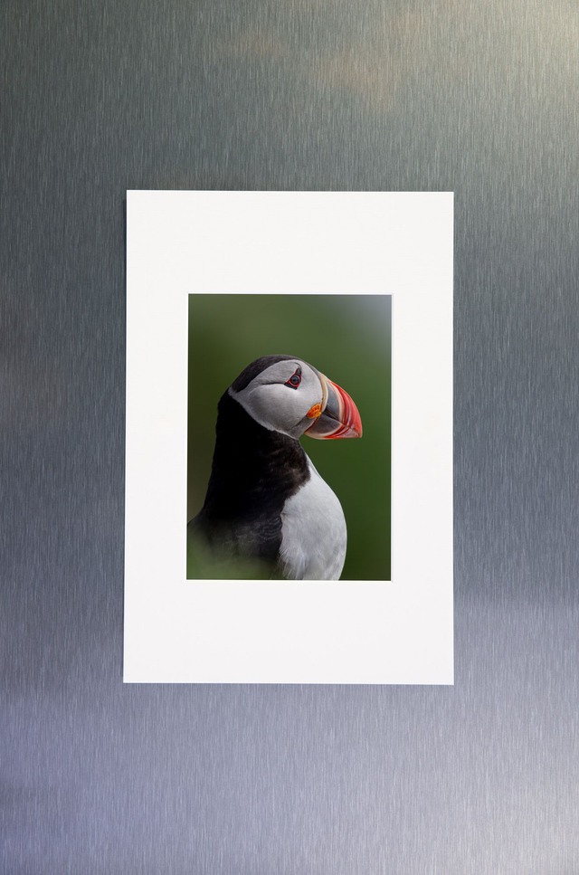 Photo &quot;Portrait de macareux 2&quot; avec passe-partout