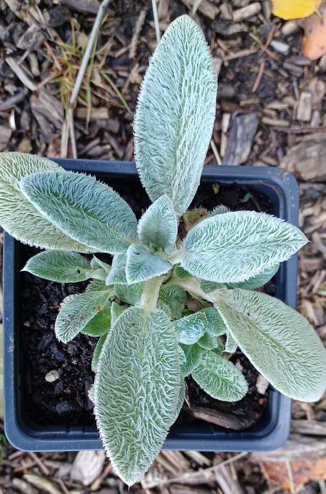 Stachys byzantina
