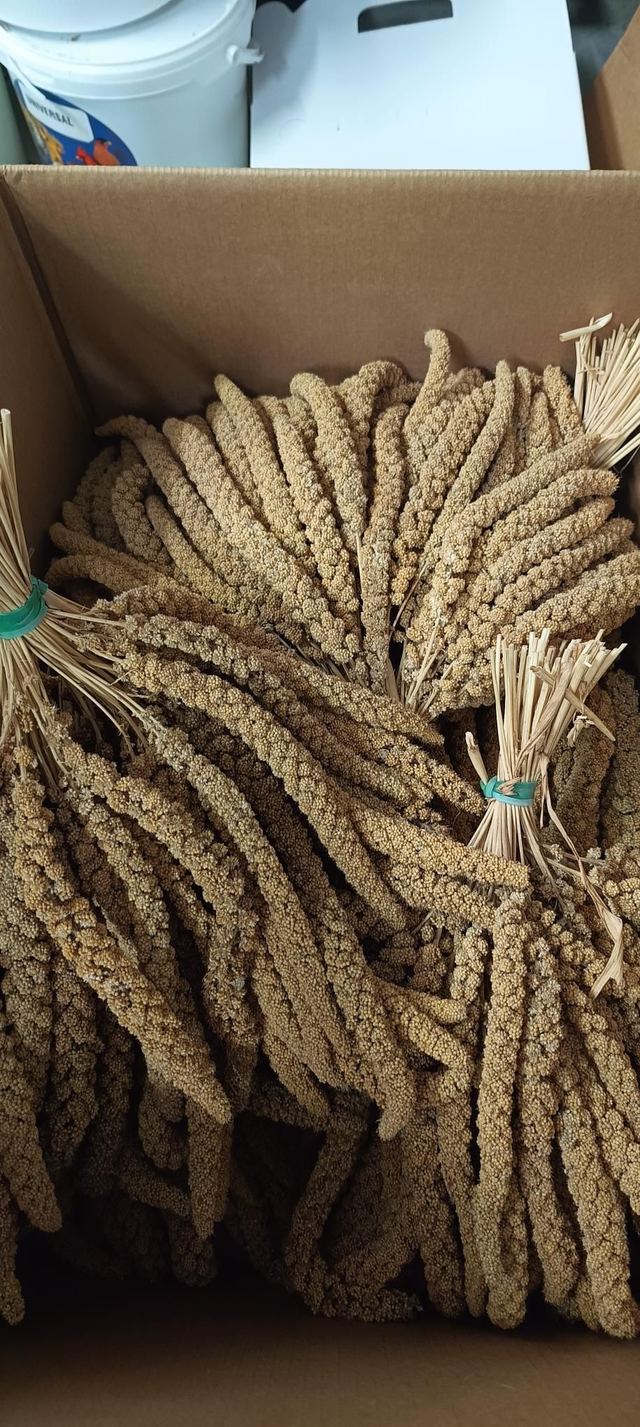 Panico Pistoiese in spighe scatola 25 kg