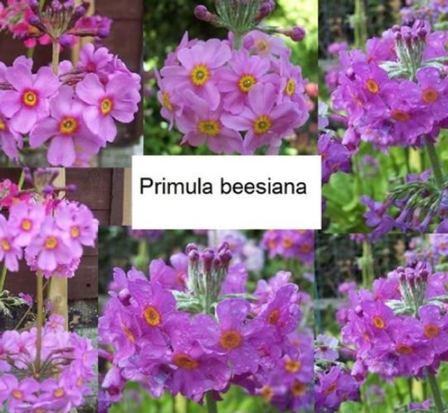 9 X plants Primula beesiana, candelabra bog garden ready