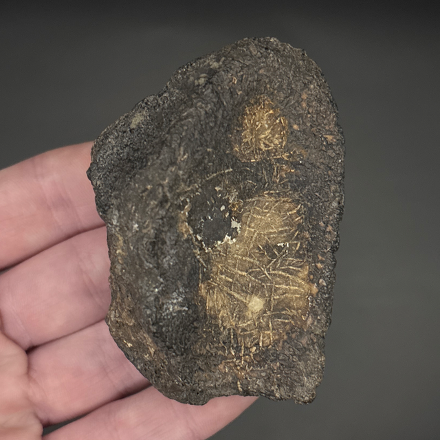 Polacanthus Scute Fragment 