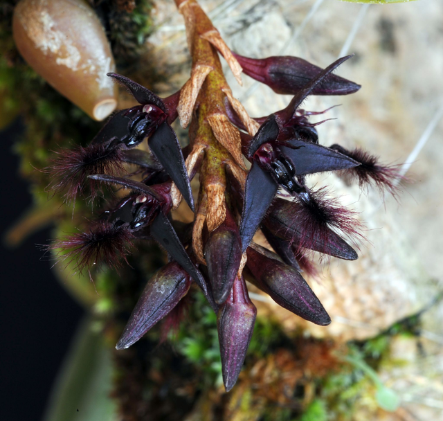 Hive of Heaven Essence