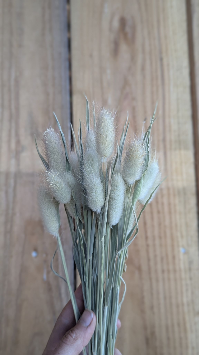 Fleurs séchées Lagure