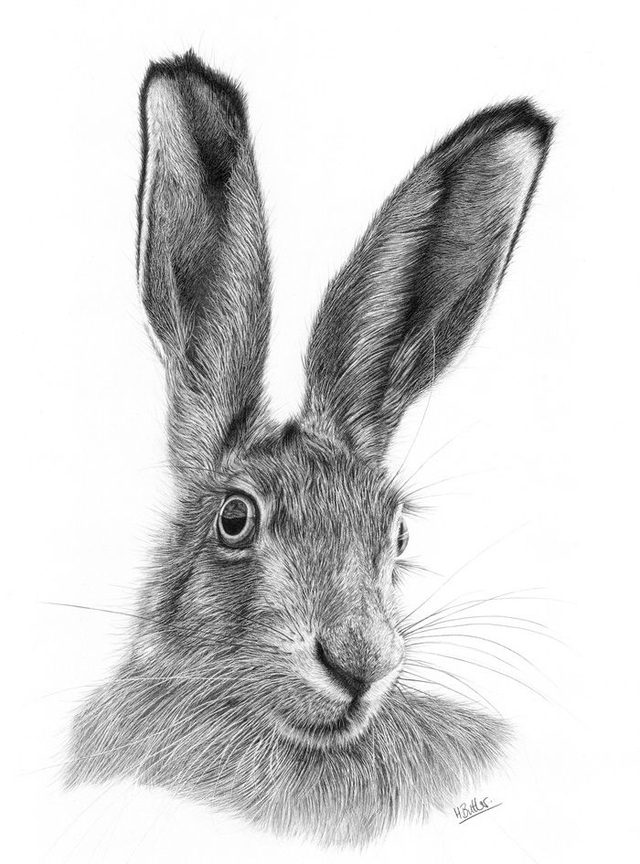 Hare. Greetings Card