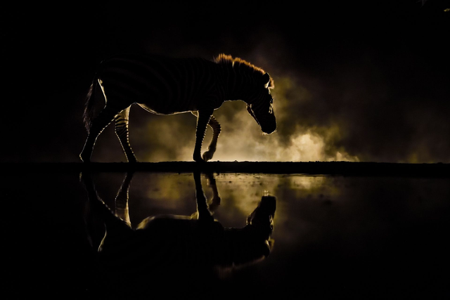 Zebra in Fire Dibond 90x60 cm