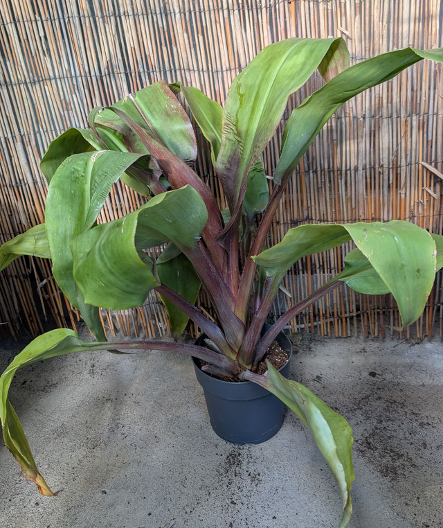 Bromelie Aechmea Tayoensis