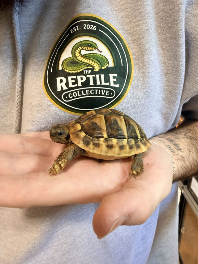 CB25 Hermanns Tortoise