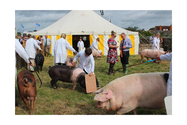 15 by 10 inch print. Pigs at Melplash, 2017.
