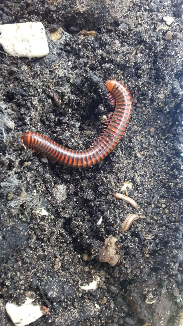 Black fire milipede