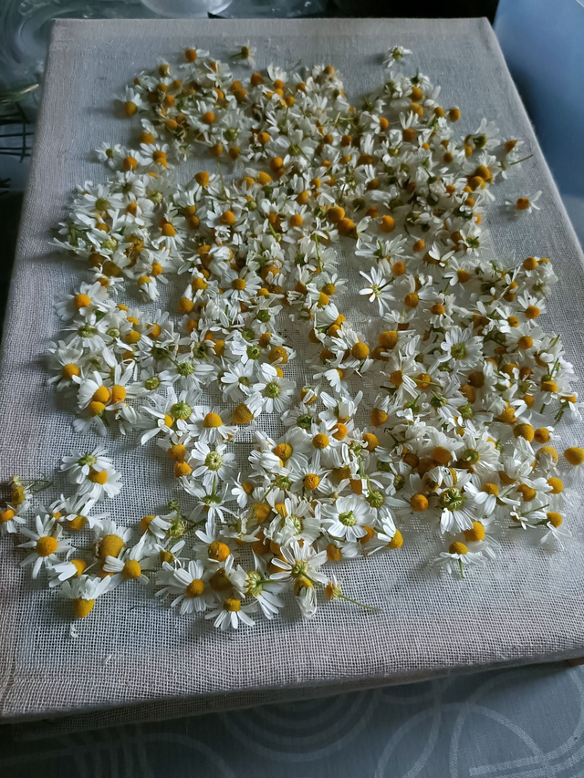 Récoltes et tisanes 04/10/2026