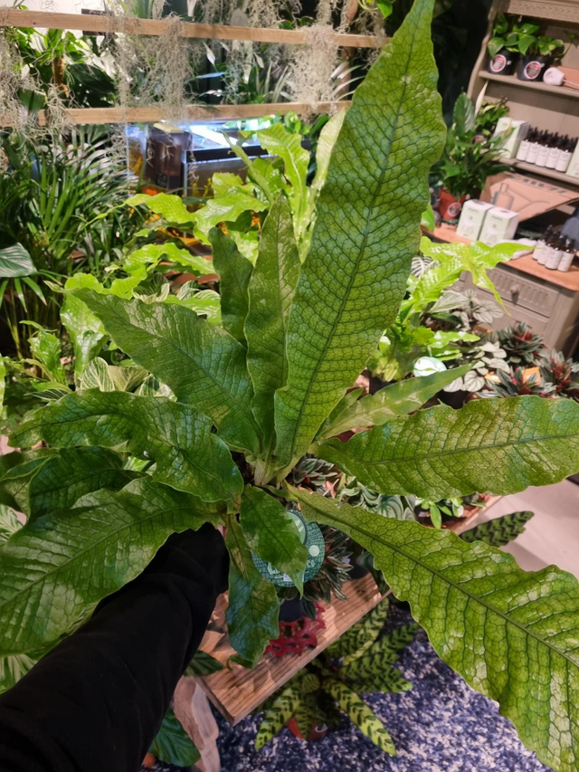 Crocodile fern 🐊