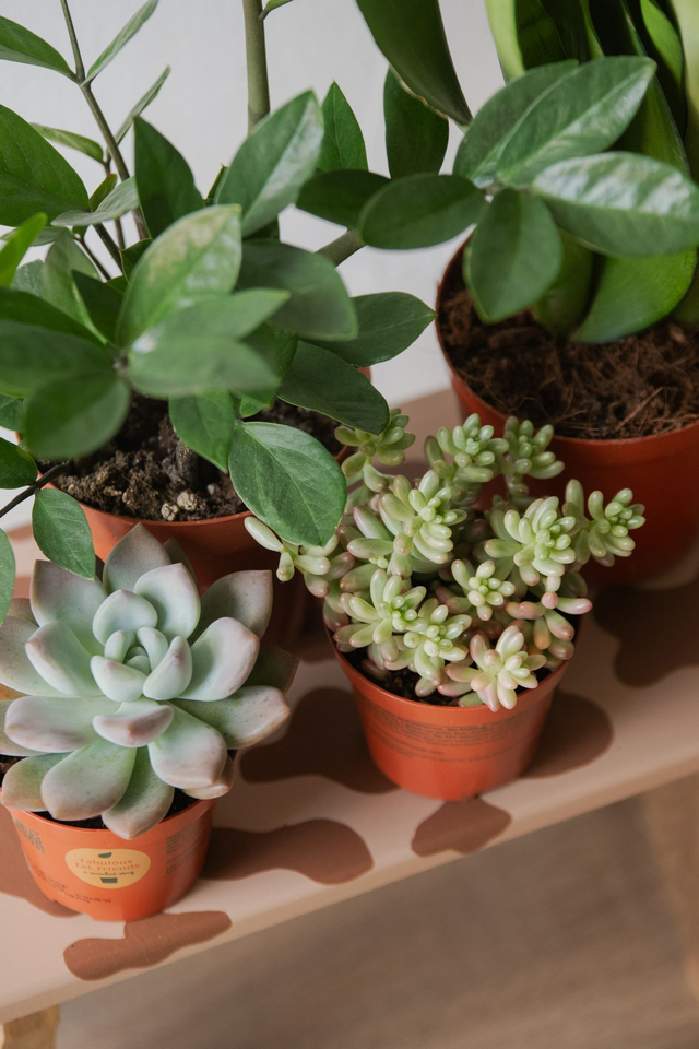 Kit du Jardinier flemmard - Mood Kit 🌱