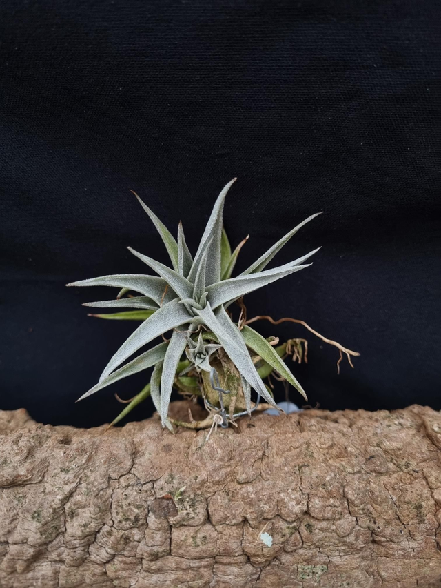 Tillandsia edithae