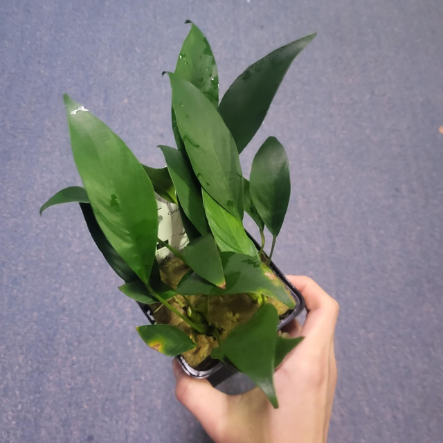 Anubias mix P9 8946005310169