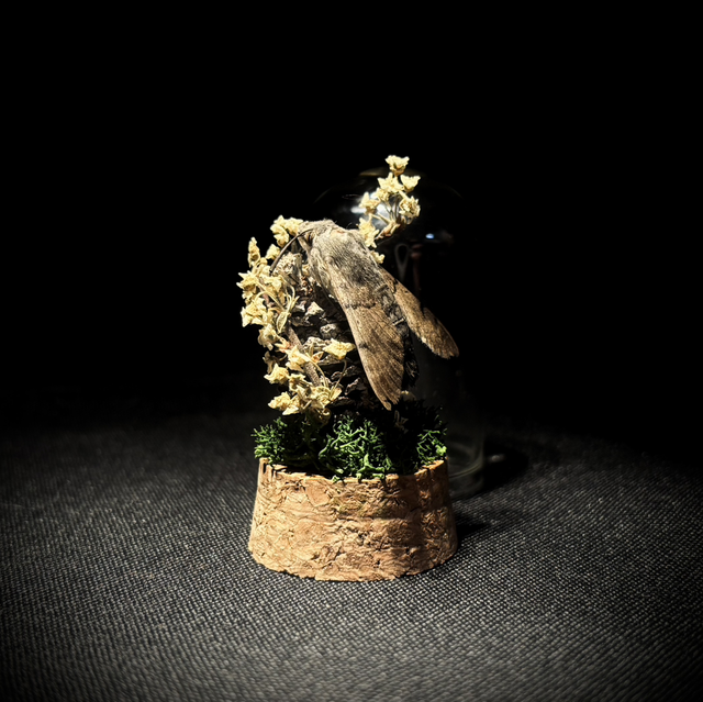 Miniature - Plusieurs choix