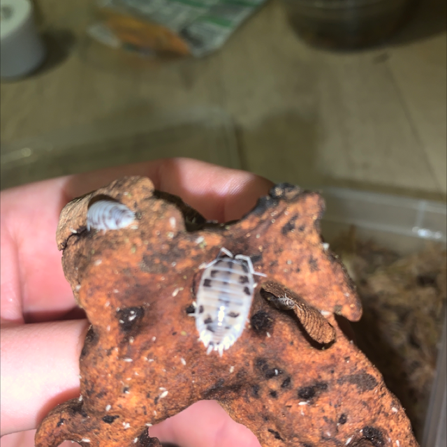 Dairy cow (Porcellio laevis)