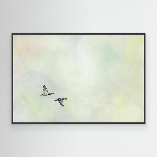 Together Again - (Mallard Ducks)