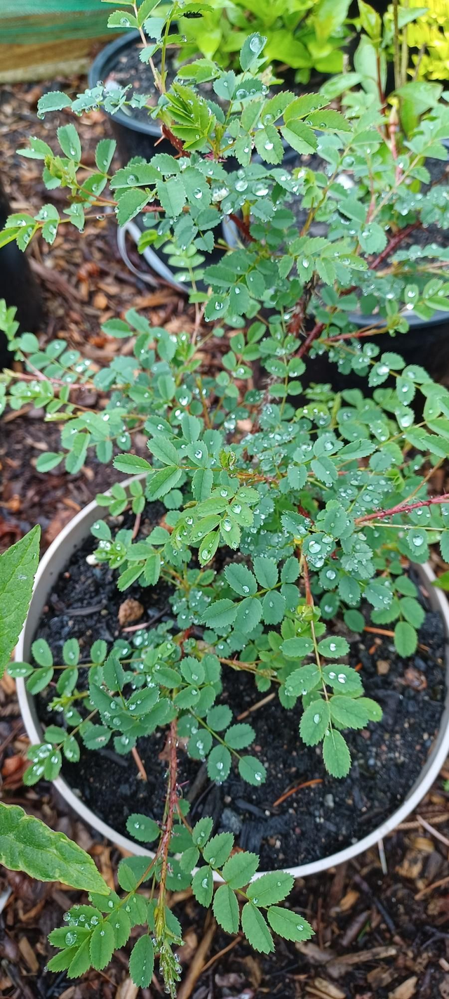 Shrub Rose