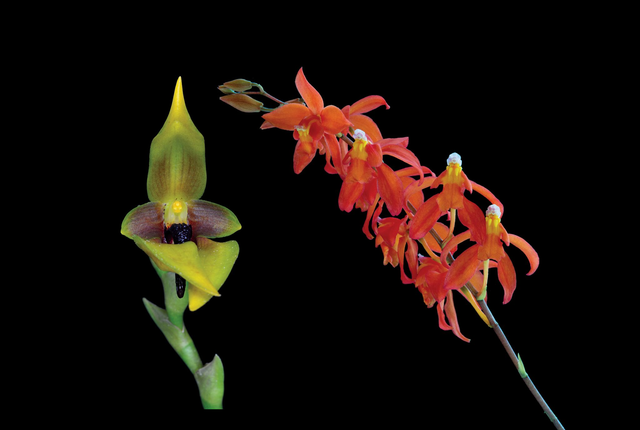 Just Center Combination Essence